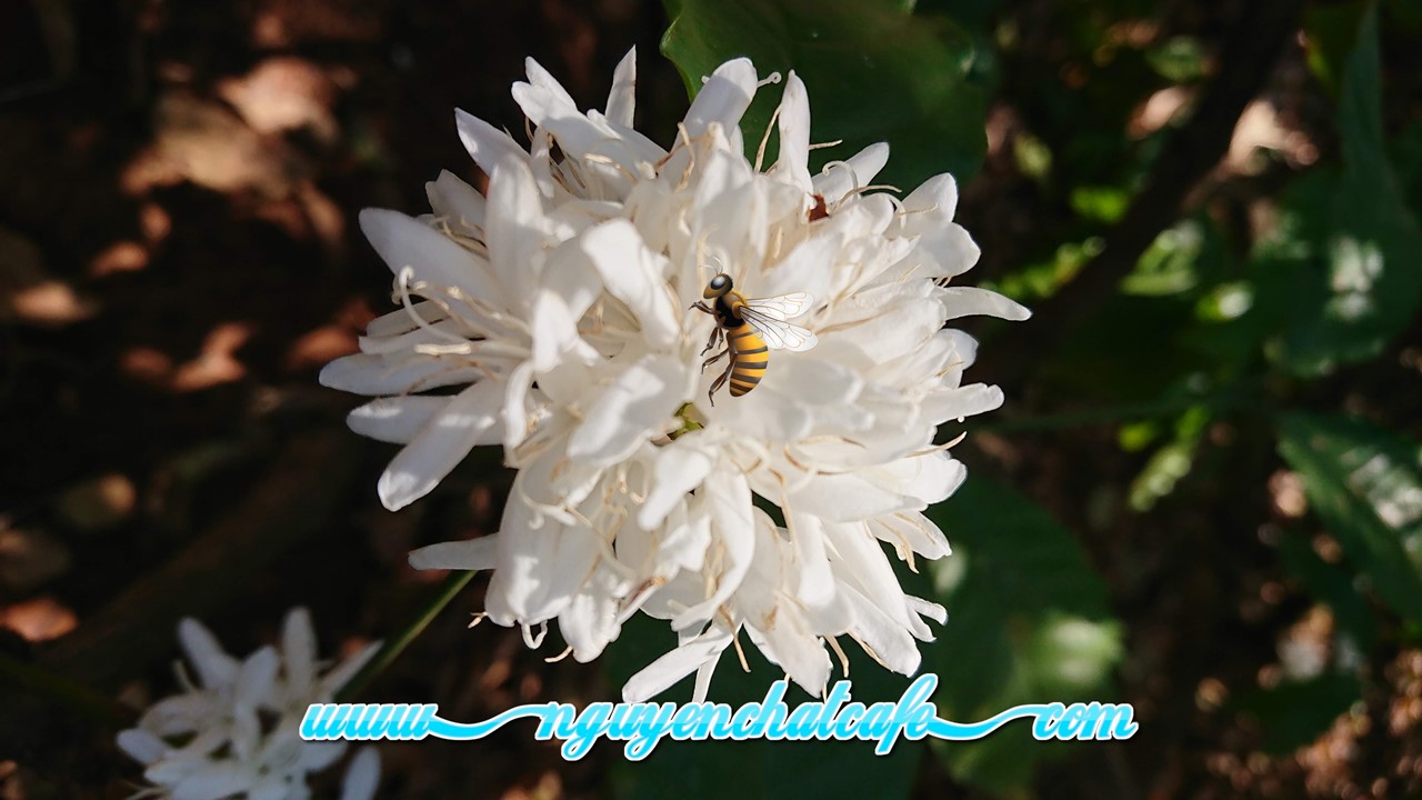 Những con ong giúp mùa hoa cà phê đậu trái, đơm bông