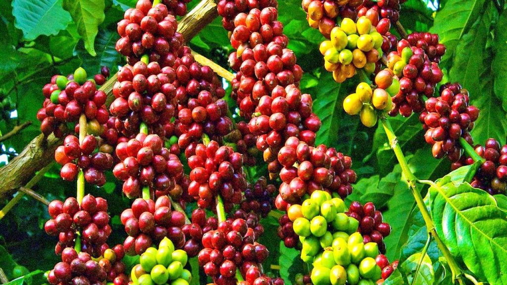 Cà phê robusta ở Buôn Ma Thuột